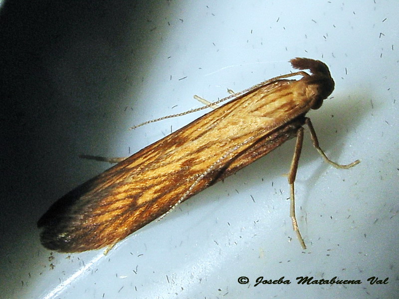 Metzneria neuropterella - Gelechiidae